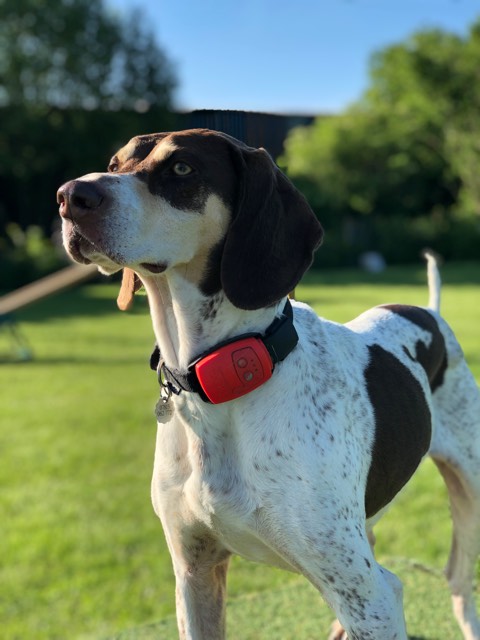 dog tracker nano app